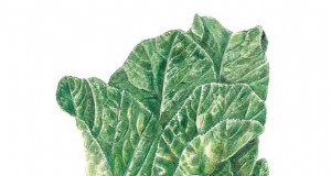 15 varietà verde senape perfette per il tuo giardino autunnale 