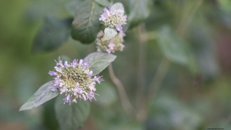 9 inhemska örtalternativ till mynta:Lågt underhåll, pollinatorvänliga växter