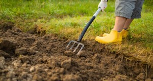 Einen Gemüsegarten in der USDA-Zone 8 meistern:Expertentipps und bewährte Strategien 
