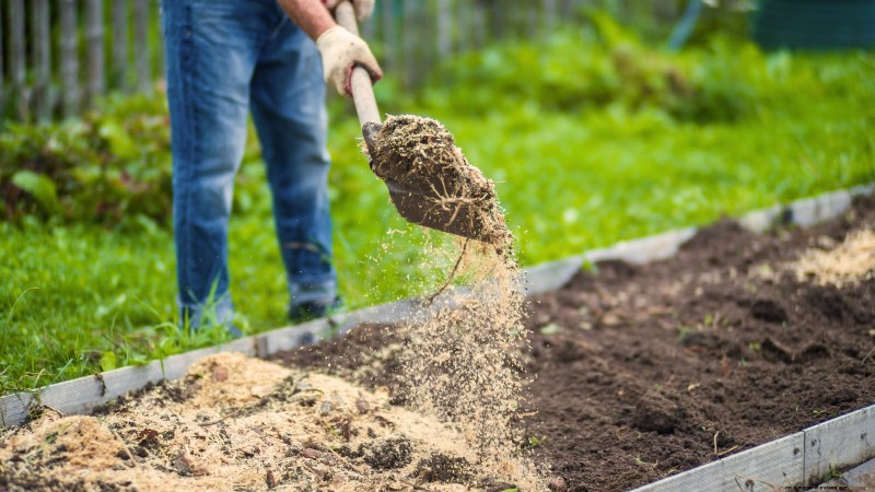 Att bemästra en grönsaksträdgård i USDA Zone 8:Experttips och beprövade strategier 