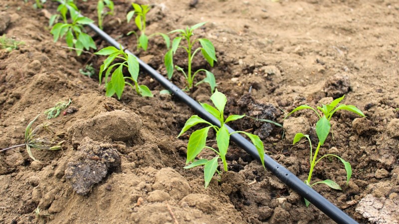 Att bemästra en grönsaksträdgård i USDA Zone 8:Experttips och beprövade strategier 