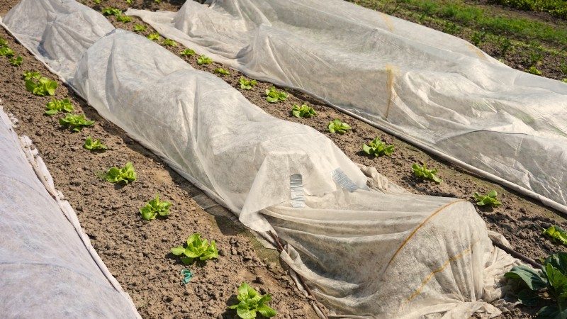 Att bemästra en grönsaksträdgård i USDA Zone 8:Experttips och beprövade strategier 