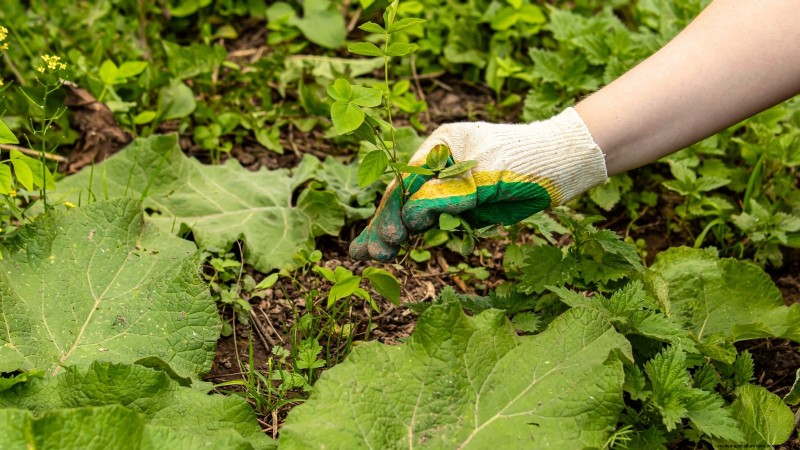Att bemästra en grönsaksträdgård i USDA Zone 8:Experttips och beprövade strategier 