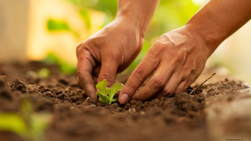 Att bemästra en grönsaksträdgård i USDA Zone 8:Experttips och beprövade strategier 