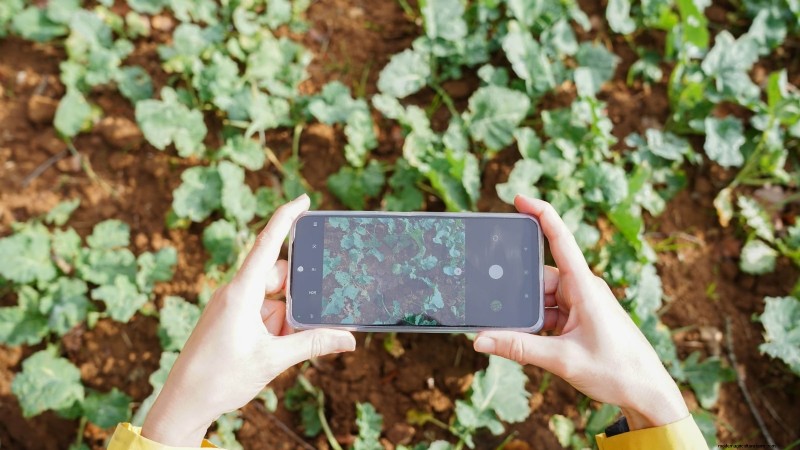 Att bemästra en grönsaksträdgård i USDA Zone 8:Experttips och beprövade strategier 