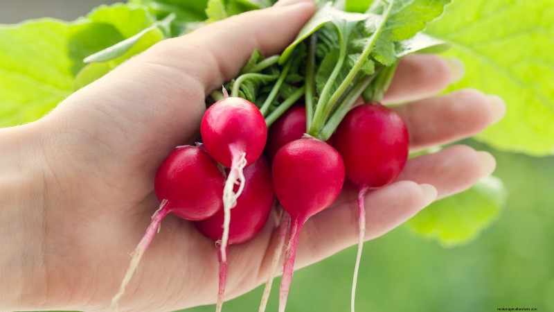 Att välja rädisor:Bästa val för vår- och höstplantering 