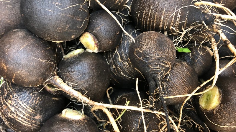 Att välja rädisor:Bästa val för vår- och höstplantering 