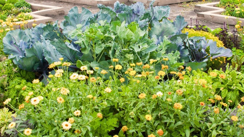 Zone7 Vegetable Gardening:En komplett nybörjarguide 