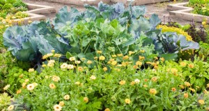 Berkebun Sayur Zone7:Panduan Lengkap untuk Pemula 