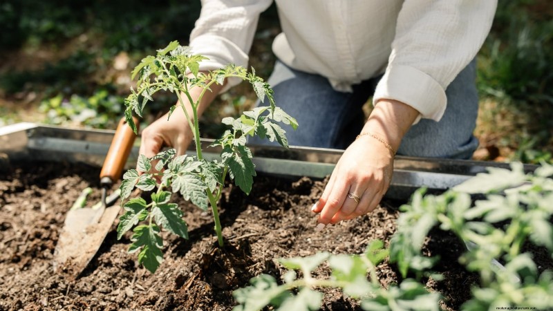 Zone7 Vegetable Gardening:En komplett nybörjarguide 