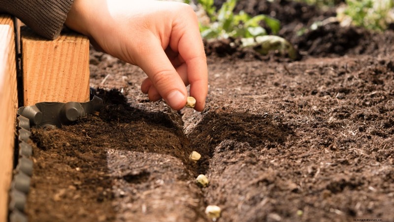 Zone7 Vegetable Gardening:En komplett nybörjarguide 