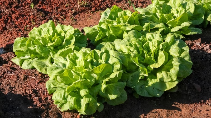 Zone7 Vegetable Gardening:En komplett nybörjarguide 