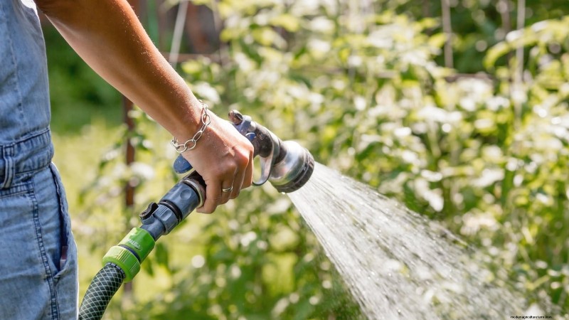 Zone7 Vegetable Gardening:En komplett nybörjarguide 