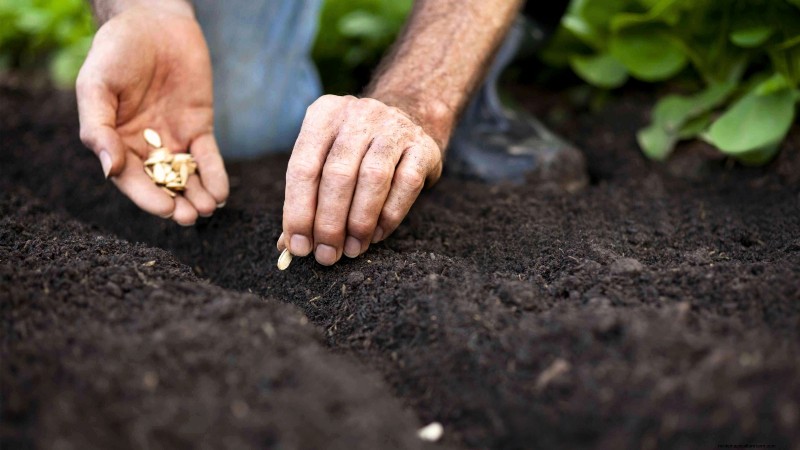 Zone7 Vegetable Gardening:En komplett nybörjarguide 