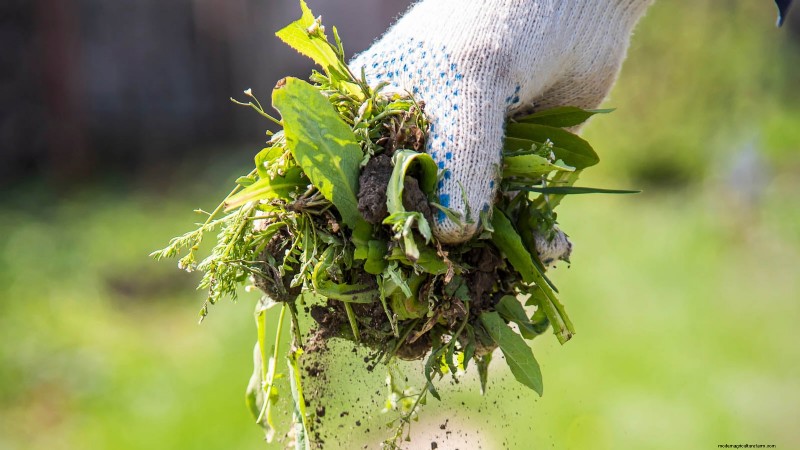 Zone7 Vegetable Gardening:En komplett nybörjarguide 