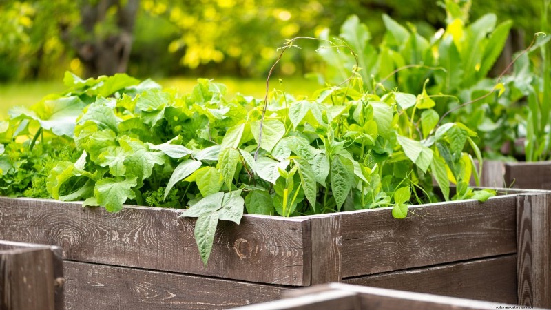 Zone7 Vegetable Gardening:En komplett nybörjarguide 