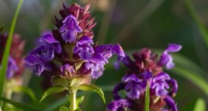 Cómo cultivar y cuidar la autocuración (Prunella vulgaris):una guía completa 