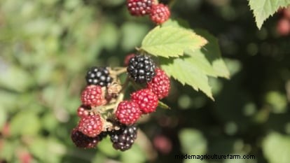 Marionberries :Le guide ultime pour cultiver, entretenir et profiter des baies emblématiques de l Oregon 