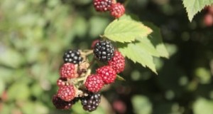 Marionberries:de ultieme gids voor het kweken, verzorgen en genieten van de iconische bes van Oregon 