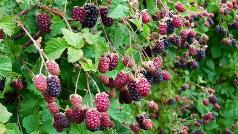Marionberries :Le guide ultime pour cultiver, entretenir et profiter des baies emblématiques de l Oregon 