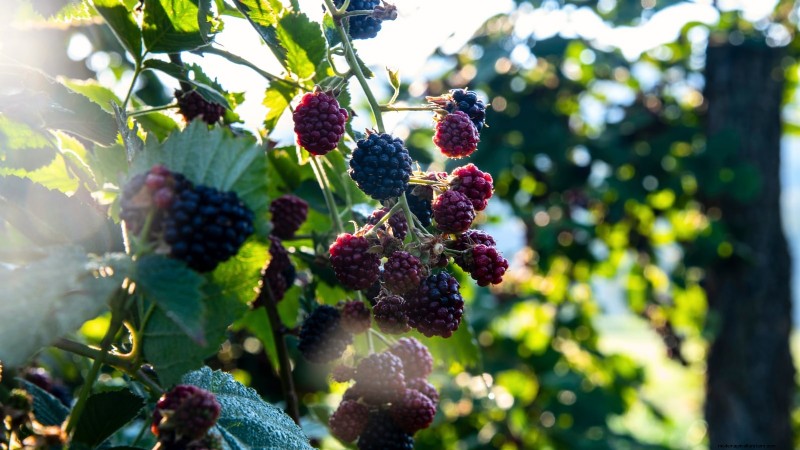 Marionberries :Le guide ultime pour cultiver, entretenir et profiter des baies emblématiques de l Oregon 