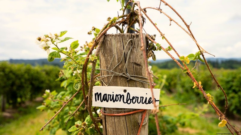 Marionberries :Le guide ultime pour cultiver, entretenir et profiter des baies emblématiques de l Oregon 