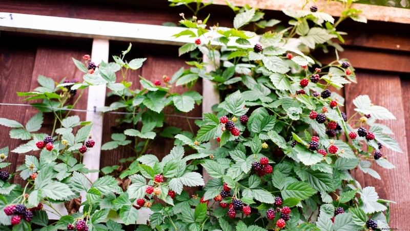 Marionberries :Le guide ultime pour cultiver, entretenir et profiter des baies emblématiques de l Oregon 