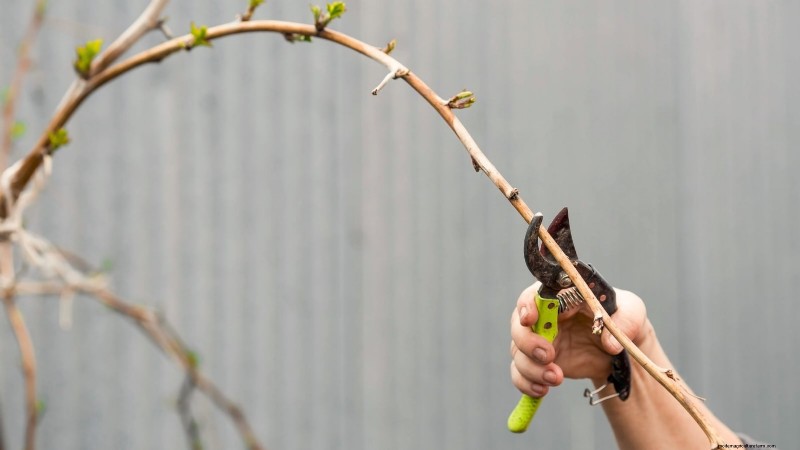 Marionberries :Le guide ultime pour cultiver, entretenir et profiter des baies emblématiques de l Oregon 