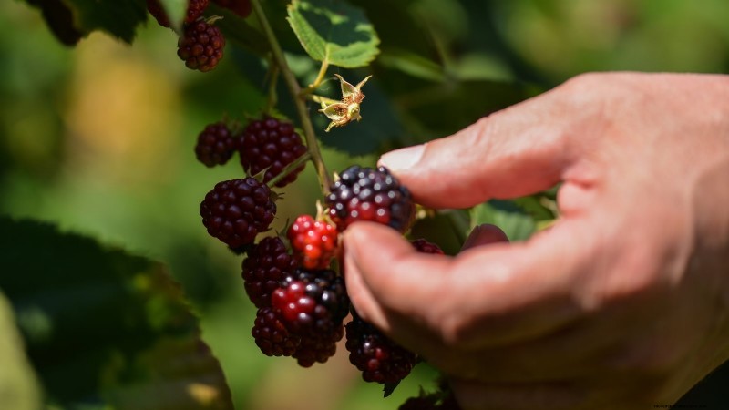 Marionberries :Le guide ultime pour cultiver, entretenir et profiter des baies emblématiques de l Oregon 
