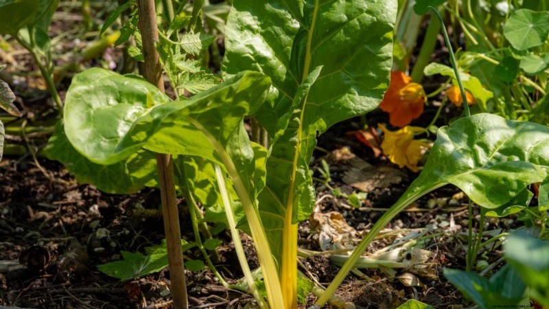 Quand choisir 11 cultures courantes pour une saveur et une fraîcheur optimales