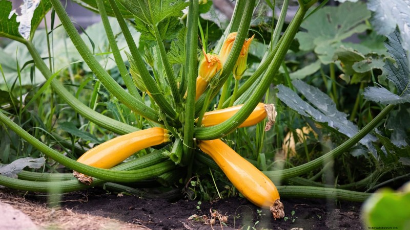 Quand choisir 11 cultures courantes pour une saveur et une fraîcheur optimales