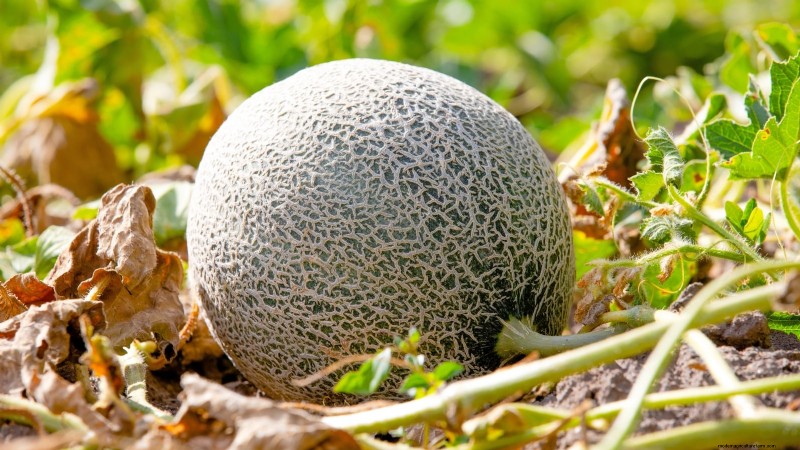 Quand choisir 11 cultures courantes pour une saveur et une fraîcheur optimales