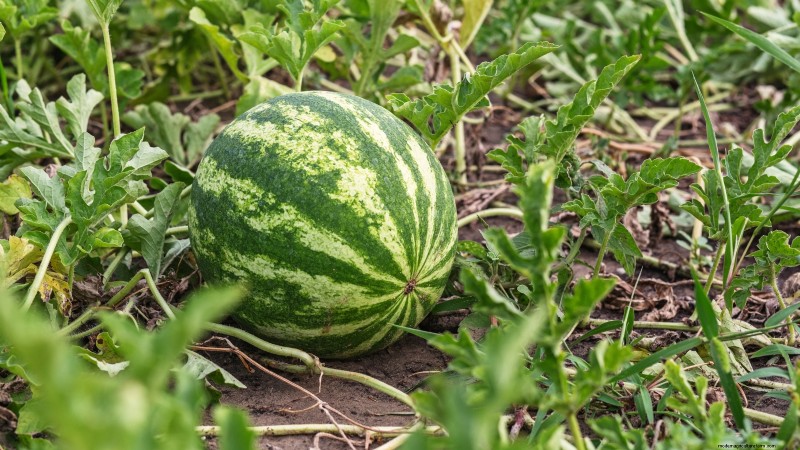 Quand choisir 11 cultures courantes pour une saveur et une fraîcheur optimales
