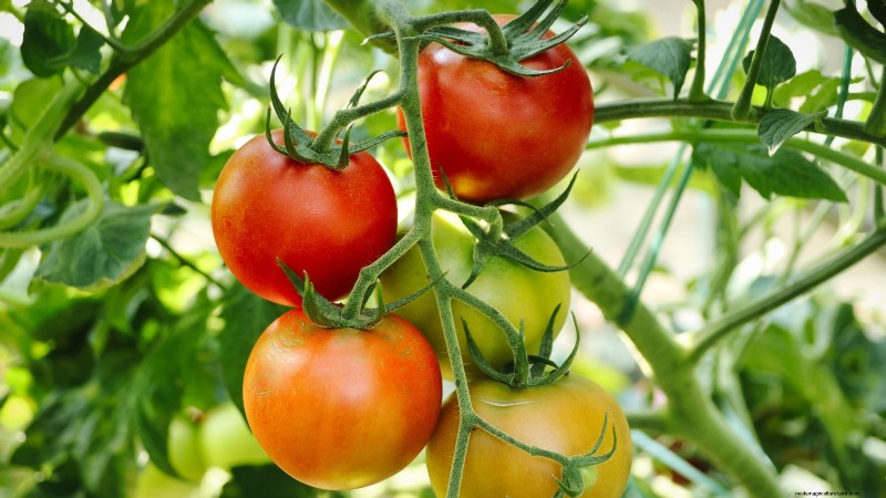 Quand choisir 11 cultures courantes pour une saveur et une fraîcheur optimales