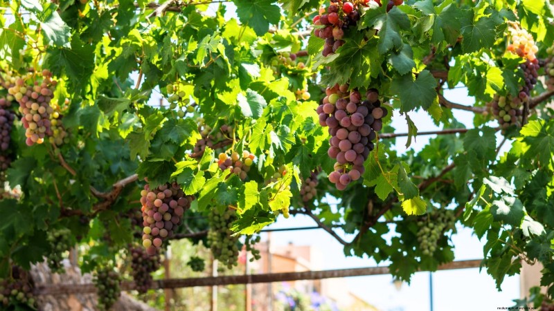 Quand choisir 11 cultures courantes pour une saveur et une fraîcheur optimales