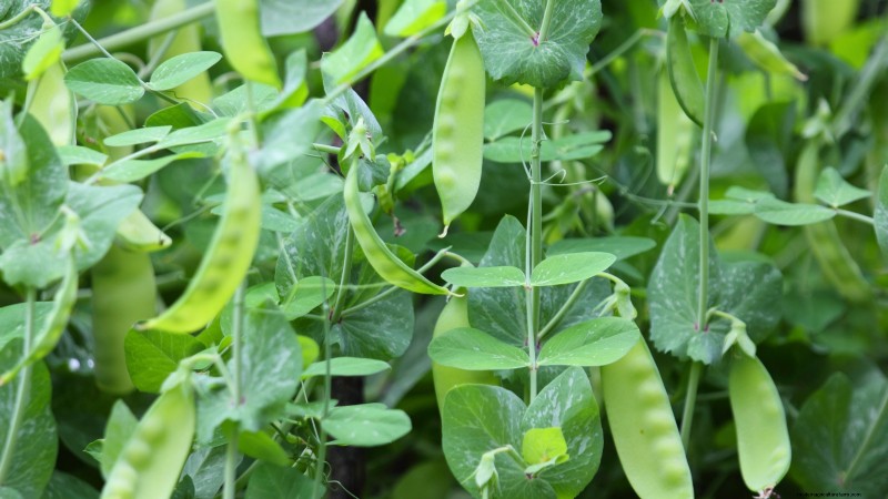 Quand choisir 11 cultures courantes pour une saveur et une fraîcheur optimales
