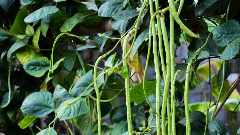 Quand choisir 11 cultures courantes pour une saveur et une fraîcheur optimales