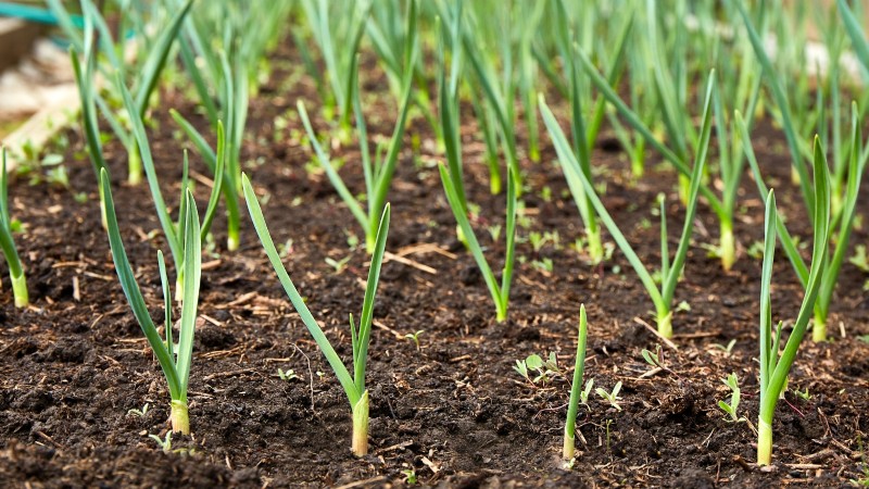 Quand choisir 11 cultures courantes pour une saveur et une fraîcheur optimales