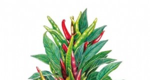 Cultivez, entretenez et récoltez des piments Pimiento :votre guide complet 