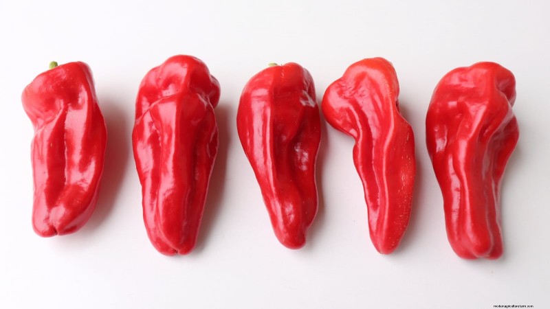 Cultivez, entretenez et récoltez des piments Pimiento :votre guide complet 