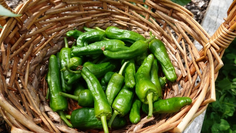 Cultivez, entretenez et récoltez des piments Pimiento :votre guide complet 