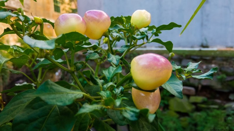 Cultivez, entretenez et récoltez des piments Pimiento :votre guide complet 
