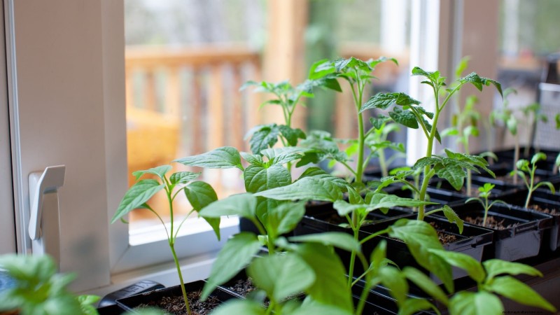 Cultivez, entretenez et récoltez des piments Pimiento :votre guide complet 