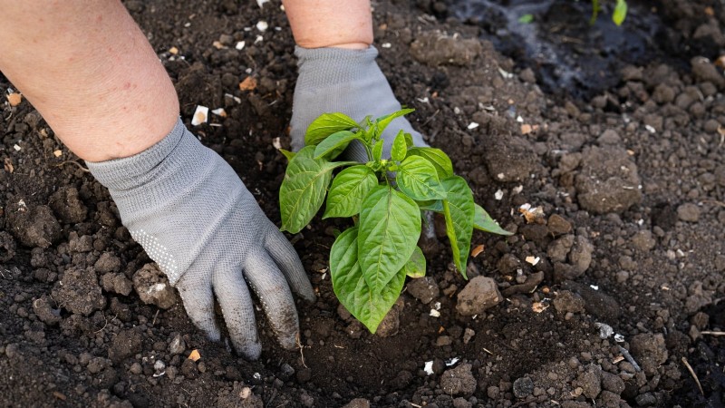 Cultivez, entretenez et récoltez des piments Pimiento :votre guide complet 