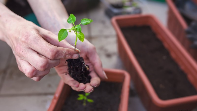 Cultivez, entretenez et récoltez des piments Pimiento :votre guide complet 
