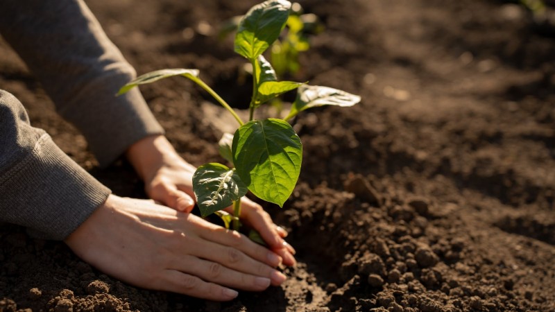 Cultivez, entretenez et récoltez des piments Pimiento :votre guide complet 