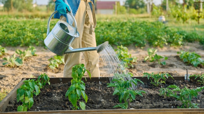 Cultivez, entretenez et récoltez des piments Pimiento :votre guide complet 