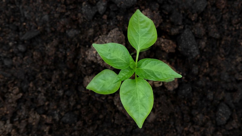 Cultivez, entretenez et récoltez des piments Pimiento :votre guide complet 