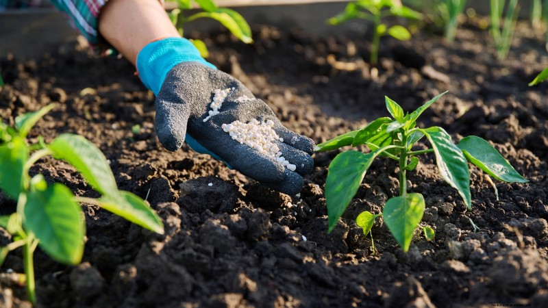 Cultivez, entretenez et récoltez des piments Pimiento :votre guide complet 