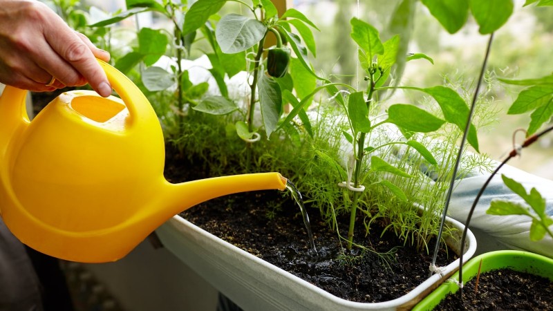 Cultivez, entretenez et récoltez des piments Pimiento :votre guide complet 